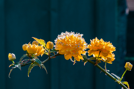 Japanese Hornet or Kerria japonica, Dijon, France, April 2020 (photo)