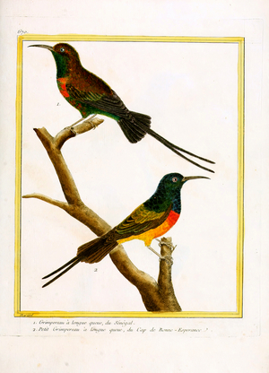 Long-tailed Sunbird from Senegal and the Cape of Good Hope (print)