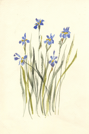 Iris, 1990-2020 (watercolor)