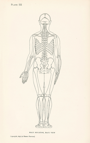 Anatomy: Male Skeleton, Back View (litho)
