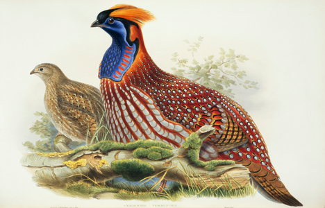Tragopan temminckii
