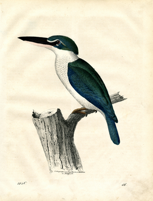 Kingfisher on Tree Stump (litho)