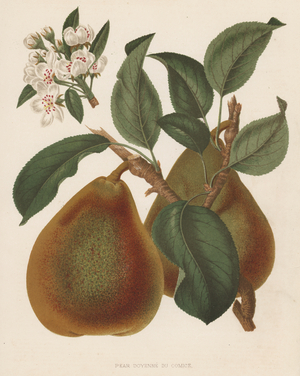 Pear Doyenne du Comice (colour litho)