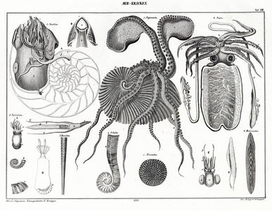Cephalopods and Squids (print)