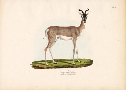 Soemmerring's Gazelle, 1848 (lithography)