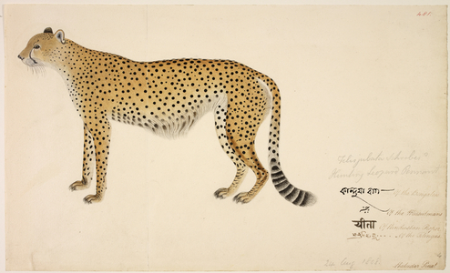 Asian Cheetah
'Acinonyx jubatus venaticus'
The Indian cheetah, similar to the African variety but somewhat smaller and slimmer, has been extinct in India since 1948.