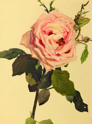 Rose, 1950 (gouache on paper)