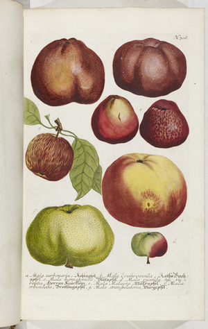 Mala, 1737 (engraving)