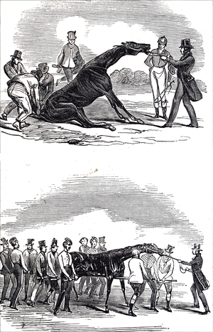 A horse from the 1836 Grand Liverpool Steeplechase