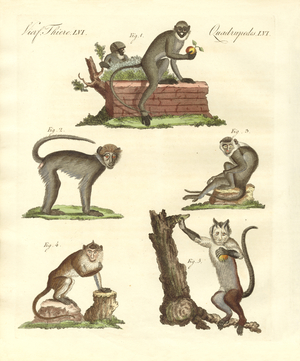 Some kinds of monkeys (coloured engraving)