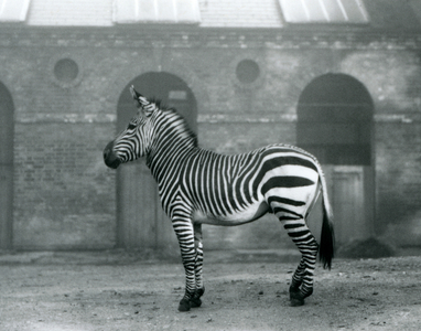 A Mountain Zebra standing, in its paddock, in front of the high doors of the Giraffe House at London Zoo in 1927 (b/w photo)