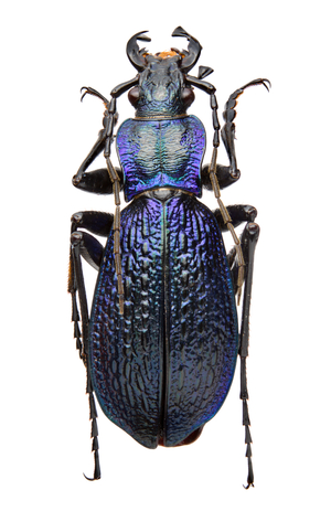Carabus intricatus