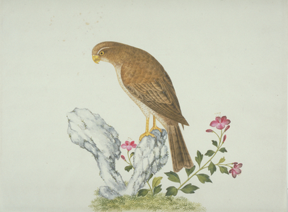 LS Plate 2 from the John Reeves Collection