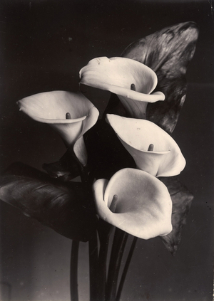 Lilies, c.1895-1910 (gold-toned gelatin silver print)