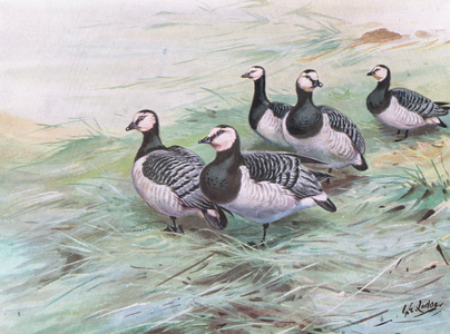 Barnacle Geese (litho)