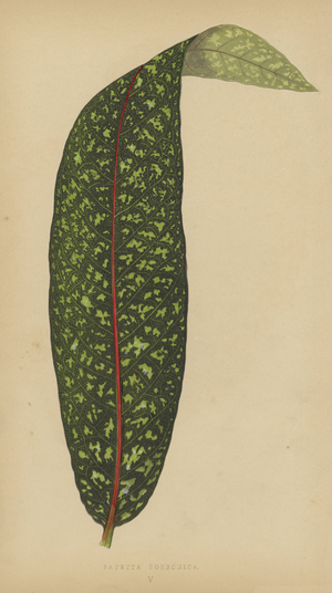 Pavetta Borbonica (chromolitho)