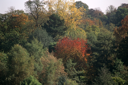 Early autumn colours, Hampstead Heath, North London, England, UK (photo)