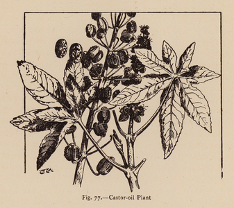 Castor-oil Plant (litho)