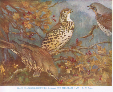 Mistle-thrushes and fieldfare, illustration from 'British Birds' by Kirkman & Jourdain, 1966 (colour litho)