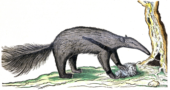 Tamandua, anteater, 1648 (engraving)