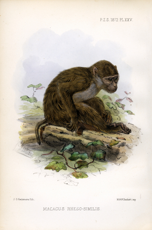 Rhesus-like Macaque (print)