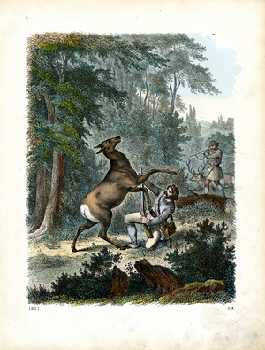 Deer Hunting in the Forest (hand-coloured engraving)