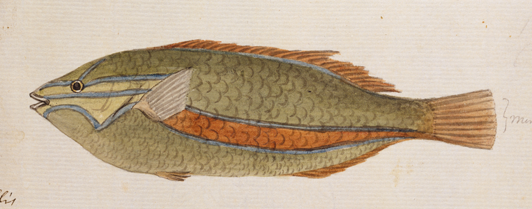 Plate 107 by William Ellis
