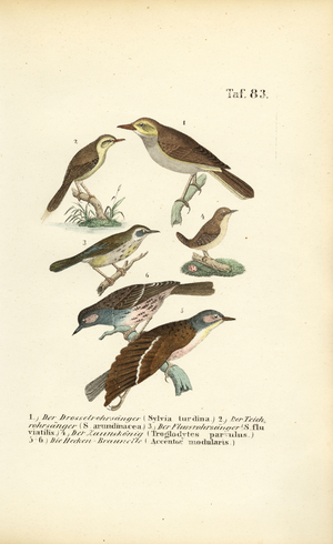 Various Reed Warblers and Dunnocks, 1850 (lithography)