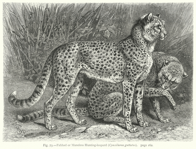 Fahhad or Maneless Hunting-Leopard (Cynailurus Guttatus) (engraving)