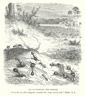 Ant of Palestine (Atta Barbara) (engraving)