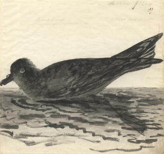Pterodroma macroptera