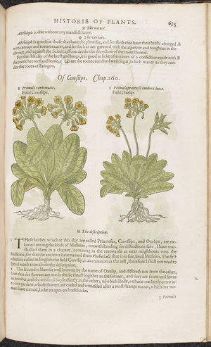 Cowslips. Botanical drawing and text description.