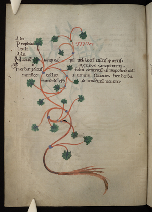 Herbarium. Ex herbis femininis. Liber medicinae ex animalibus, 1090-1100 (illustrated manuscript)