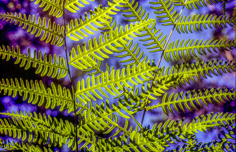 Nature detail: Ferns, Chiang Mai, Thailand