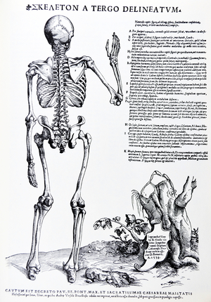 The Plates from the Epitome of the De Humani Corporis Fabrica by Andreas Vesalius, (1514-1564)