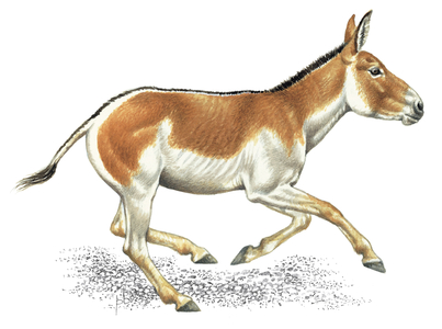 Asiatic ass