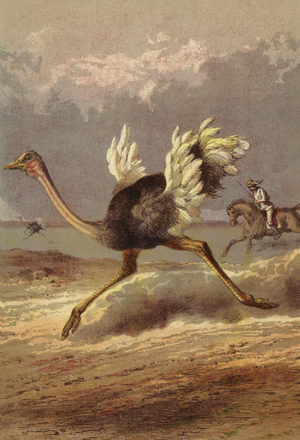 Chasing the ostrich (colour litho)