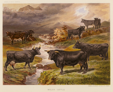 Welsh Cattle (colour litho)