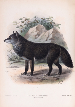 Black wolf,1890 (Plate)