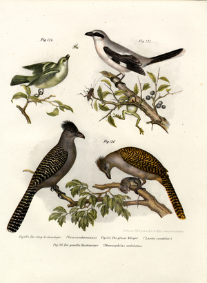 White-eyed Vireo, 1864 (colour litho)