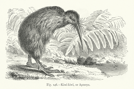 Kiwi-kiwi, or Apteryx (engraving)