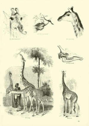 Page from The Pictorial Museum of Animated Nature (engraving)