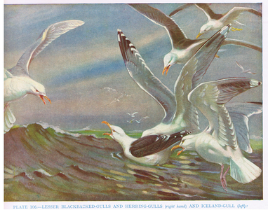 Iceland,Lesser Black Back, Herring, illustration from 'British Birds' by Kirkman & Jourdain, 1966 (colour litho)