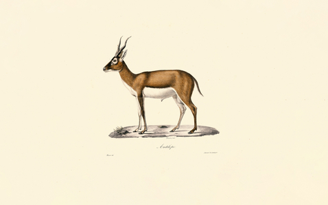 Goitered Gazelle, 1824 (hand-coloured litho)