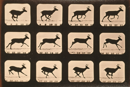 Image sequence of a Deer running, 'Animal Locomotion' series, c.1881 (b/w photo)