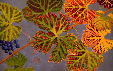 Vine leaves & ripened grapes, 1907-09 (photogravure)