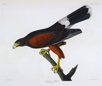 One bird. Colour Illustration by Audubon; Louisiana Hawk.