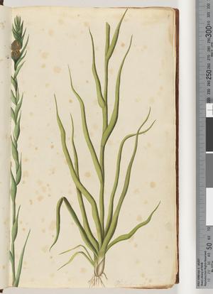 Page 1. Philydrum lanuginosum (w/c)