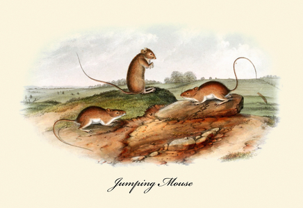 Jumping Mouse