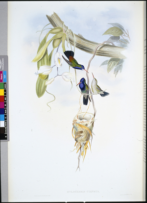 White-throated Sapphire (Hylocharis Cyaneus) (hand-coloured litho)